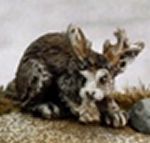 Jackalopes (2)