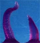 Spell Effect: Shadow Tentacles